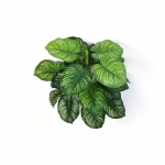 Calathea bush 45cm